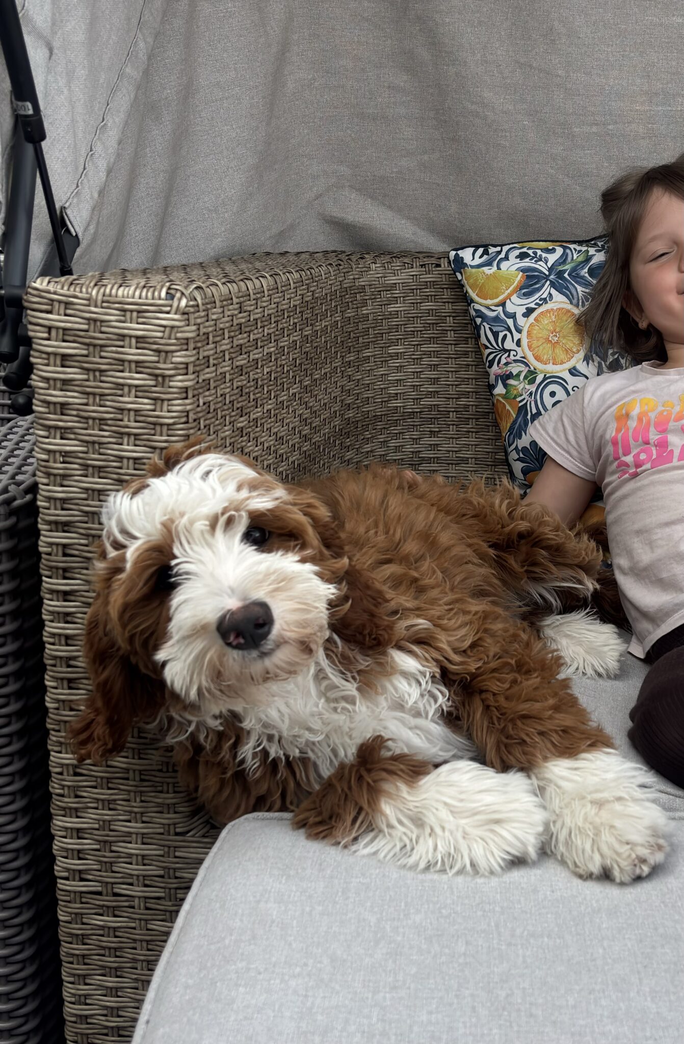 MINI GOLDENDOODLE MALTTIPOO (38)